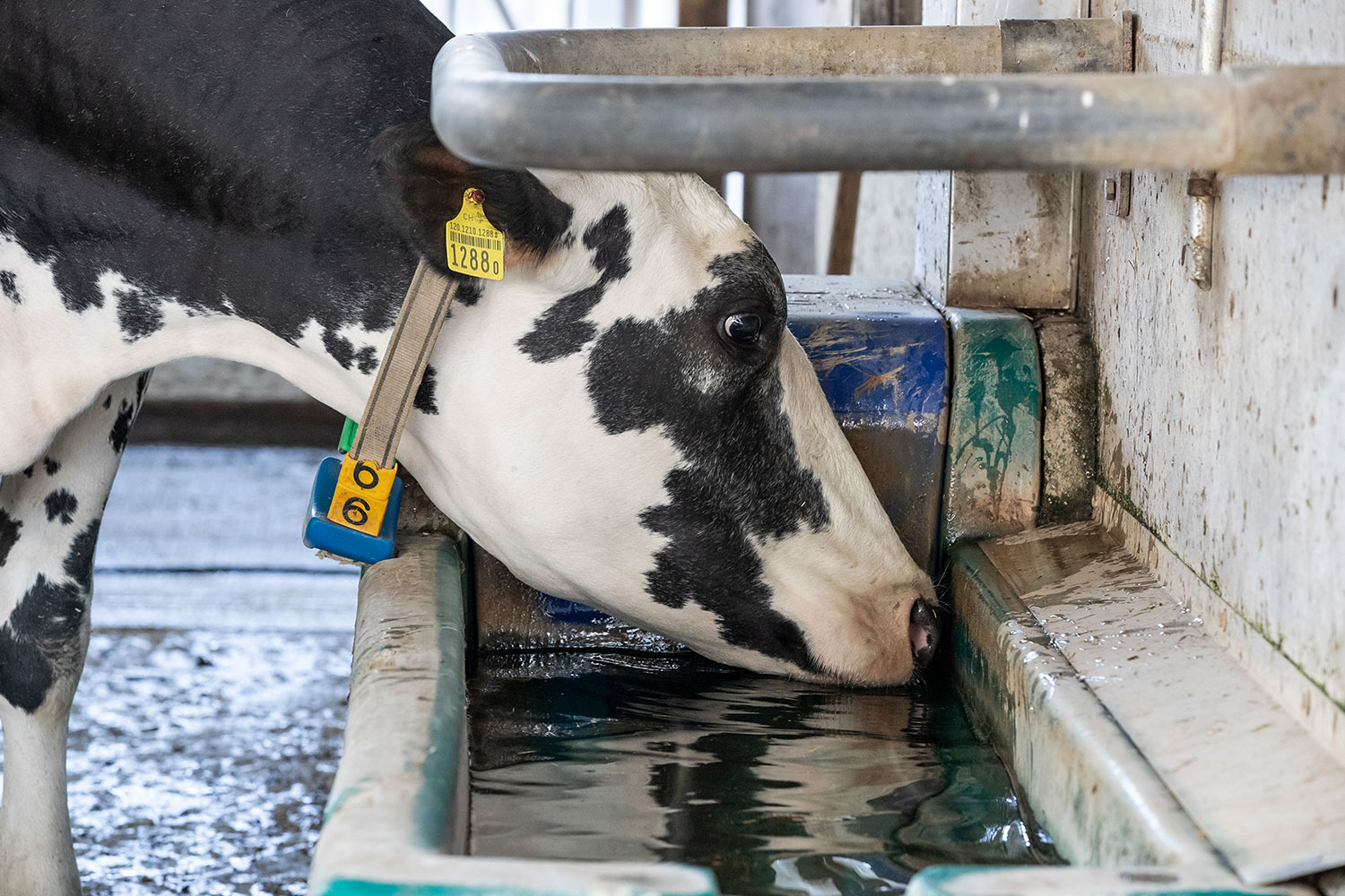 QMAG – Foto Wasseraufnahme einer Kuh